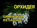 Цимбидиум Айс каскад (Cymbidium Ice Cascade)