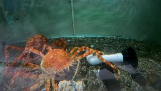 Check out this CRAZY time lapse of a Giant Japanese Spider Crab molting!