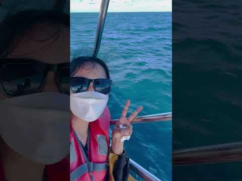 بالتأكيد إنها مسلية للمشاهدة مشاهدة الدلافين مغامرة سفر استكشاف