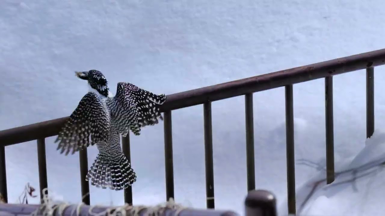 ヤマセミ@2026.2(2)  Crested Kingfisher