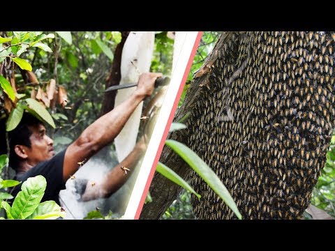 Primitive Technology: Find Bees By Fire Smoke Naturally - Harvesting Honey from Giant Honeybees