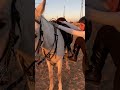 رميتني لحصاني الشامي اغاني ترند اغاني  ترند ترند رؤى حور فيديوهات مميزة 