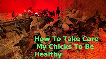 How To Take Care of Your Chicks To Be Healthy Grow/kev Tu Me Nyuam Qaib