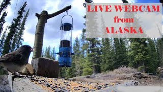 LIVE! ALASKA BIRD/WILDLIFE/SKY Cam May 19-20, 2024