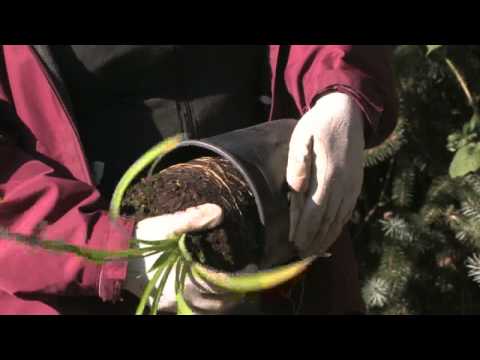 Gardening Tips : How to Grow Daylilies in Mulch hqdefault