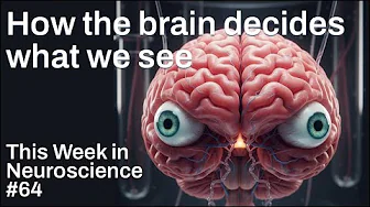 TWiN 64: How the brain decides what we see