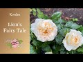  lions fairy tale rose  kordes roses  korvanaber  champagne moment