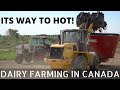 Dairy Farming In Extreme Heat!