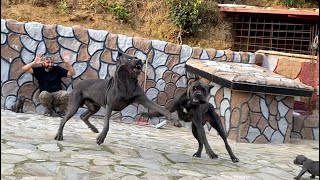 CANE CORSO NARKOZ VE BELLA ŞİDDETLİ GEÇİMSİZLİKTEN BOŞANABİLİR