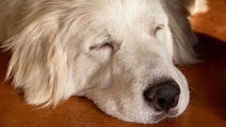 How to Manage Great Pyrenees' Aggression Towards Strangers