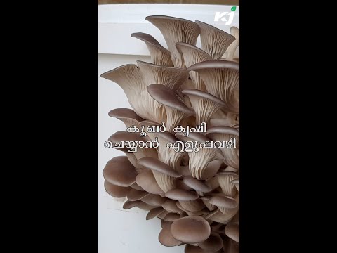 കൂൺ കൃഷി ചെയ്യാൻ എളുപ്പവഴി |growing mushrooms in bottles|how to grow mushrooms|