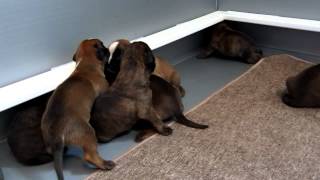 Cute Boxer Puppies!  Bachbett&#39;s &quot;X&quot; Litter at Two Weeks
