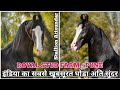 इंडिया का सबसे सुंदर घोड़ा पहुंचा पंजाब से पुणे - Royal Stud Farm Pune ( 7204712712)