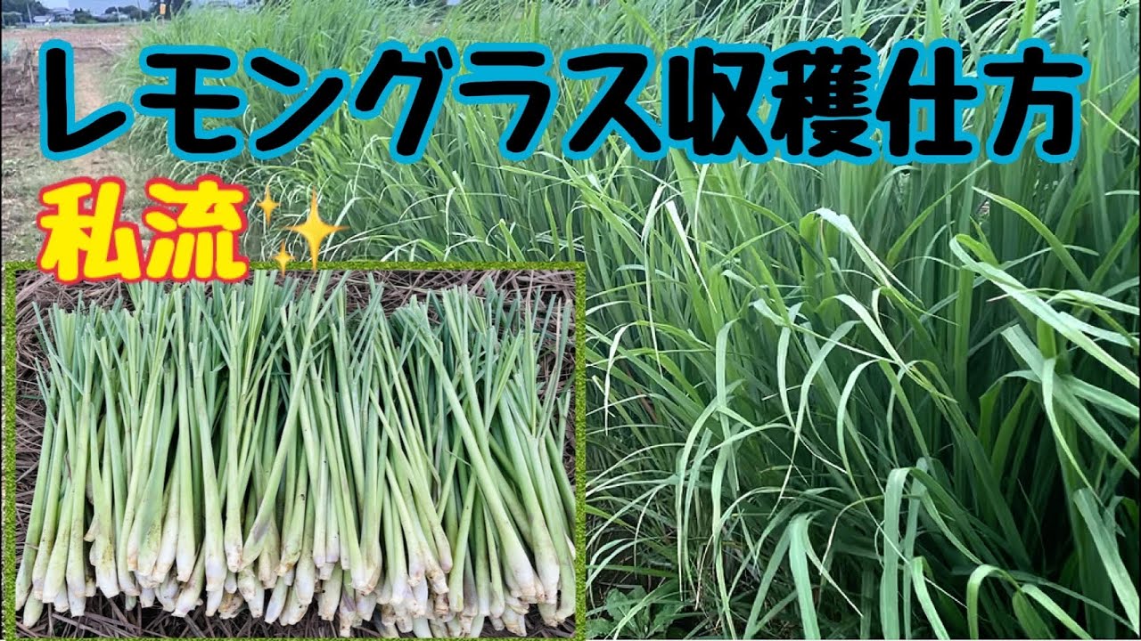 レモングラス収穫仕方 私流 秋に収穫 ハーブティーにしても最高 タイ人主婦がいつもの収穫仕方をお見せ致します Youtube