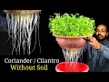 How to grow coriander without soil  coriander dhaniya in hydroponic system