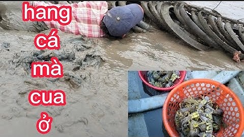 bắt tôm tích biển ở bảy lầy/sao cùng giao lưu cùng, Quý Nguyễn cần giờ/(lê nghĩa cần giờ)