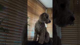 #cockapoo #howling #puppy #dogs #birmingham