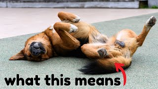 The Real Reason Dogs Sleep On Their Backs by Wellness for Pets 566 views 1 year ago 8 minutes, 8 seconds