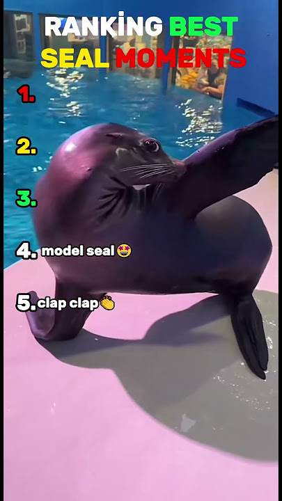 RANKİNG BEST SEAL MOMENTS