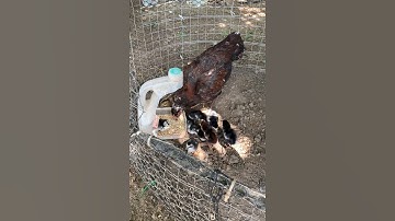 Qaib C4 Son x Nc Plucker