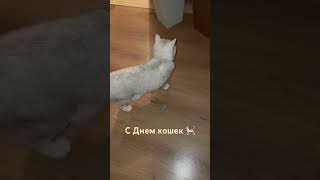 1 Марта. с Днем кошек поздравляем 🎊 #shorts #sonya #cat #милота #моякошка #котик #красиваякошка