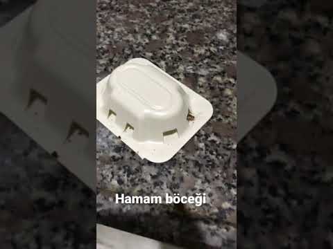 Video: Ekmek böceği: açıklama ve haşere kontrolü