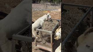 When Food is Irresistible: Goats Enjoying a Feast! #Animals #Nature #Farming #Wildlife