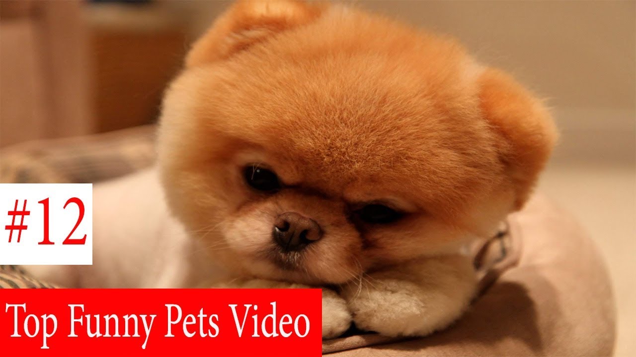 Top Funny Pets Video Compilation 2017 #12- Top Pets - YouTube