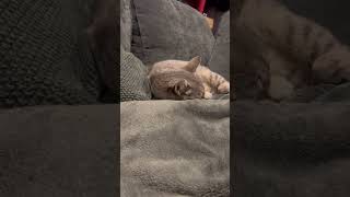 Video of adoptable pet named Romulus