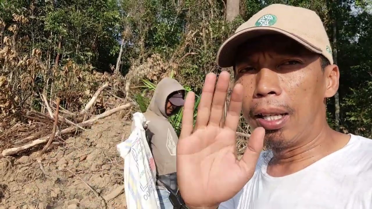 Pupuk Dasar Kelapa Sawit || Cara Tanam Bibit Sawit Yang Benar