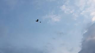 Capacitor powered plane