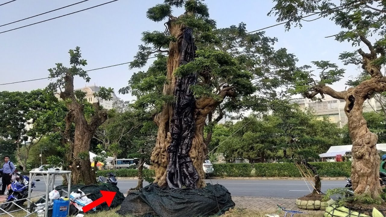 Ngắm cây me cổ thụ 300 tuổi, 