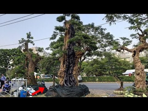 Video Ngắm cây me cổ thụ 300 tuổi, 