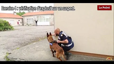 Perros detectores de explosivos para garantizar la seguridad en los estadios