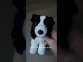mini border collie review #essa #douglas