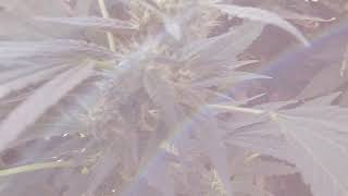 Canna Cabana September 9th