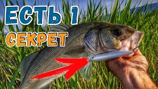 видео: Рыба слышит приманку! | Как правильно вести воблер на море. картинка: Рыба слышит приманку! | Как правильно вести воблер на море.