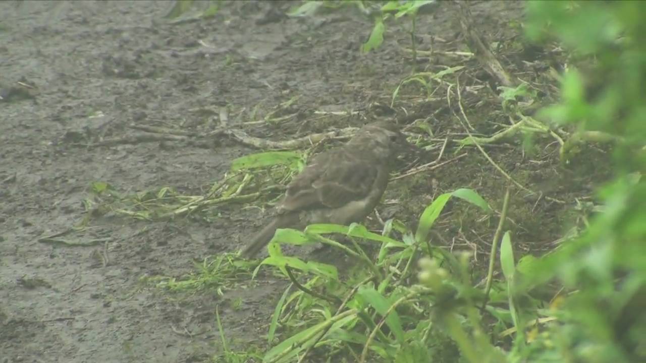 Birds of Peru: Thick-billed Miner (Geositta crassirostris) - Endemic to