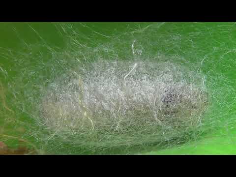 Окукливание гусениц тутового шелкопряда. 25 часов за 25 минут Окукливание гусениц тутового шелкопряда. 25 часов за 25 минут