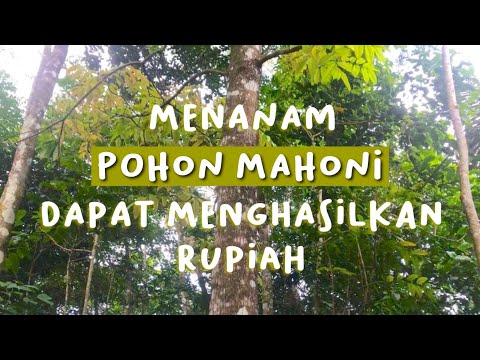 Video: Di mana pohon mahoni tumbuh?