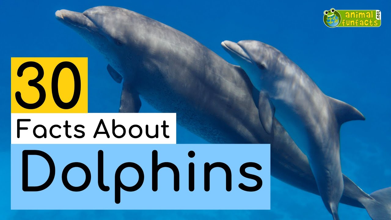 Dolphin Facts