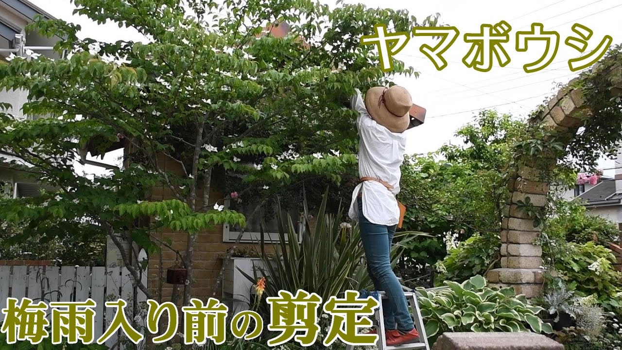 ヤマボウシ剪定 ある日のガーデナー 春の開花と共にガーデニング作業は続く Youtube