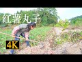 給紅薯壹個別致的吃法，這種方法做出來的丸子，給肉丸都不換|Making elastic  balls with sweet potato【乡野莲姐】@4K