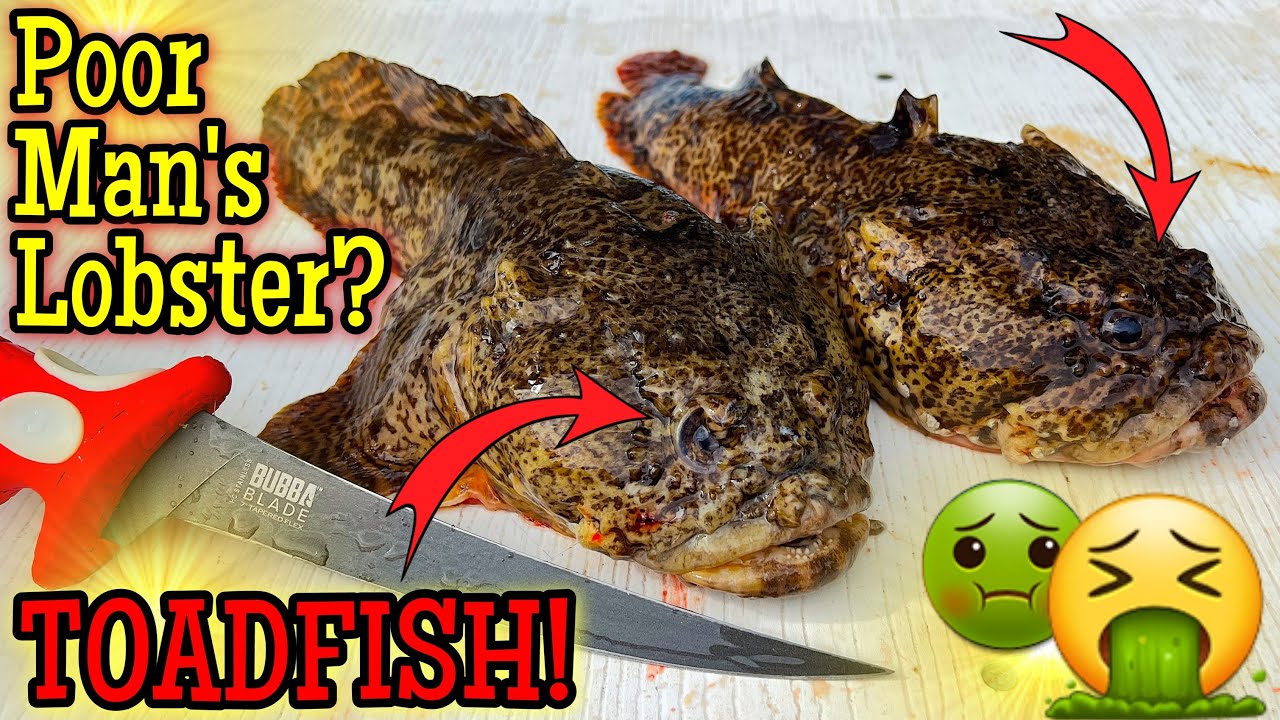 Можно ли есть рыбу-жабу? Поймать, почистить, приготовить — лобстер для бедных!?!? УЖАСНО УРОДЛИВЫЙ.