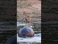 カバに屈辱を受ける、動物の王ライオン #ライオン #カバ #動物