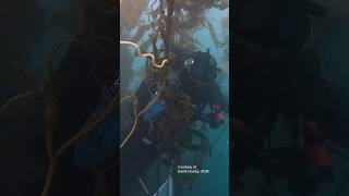 A Day In The Life Of A Diver Monitoring The Worlds Largest Artifical Rocky Reef