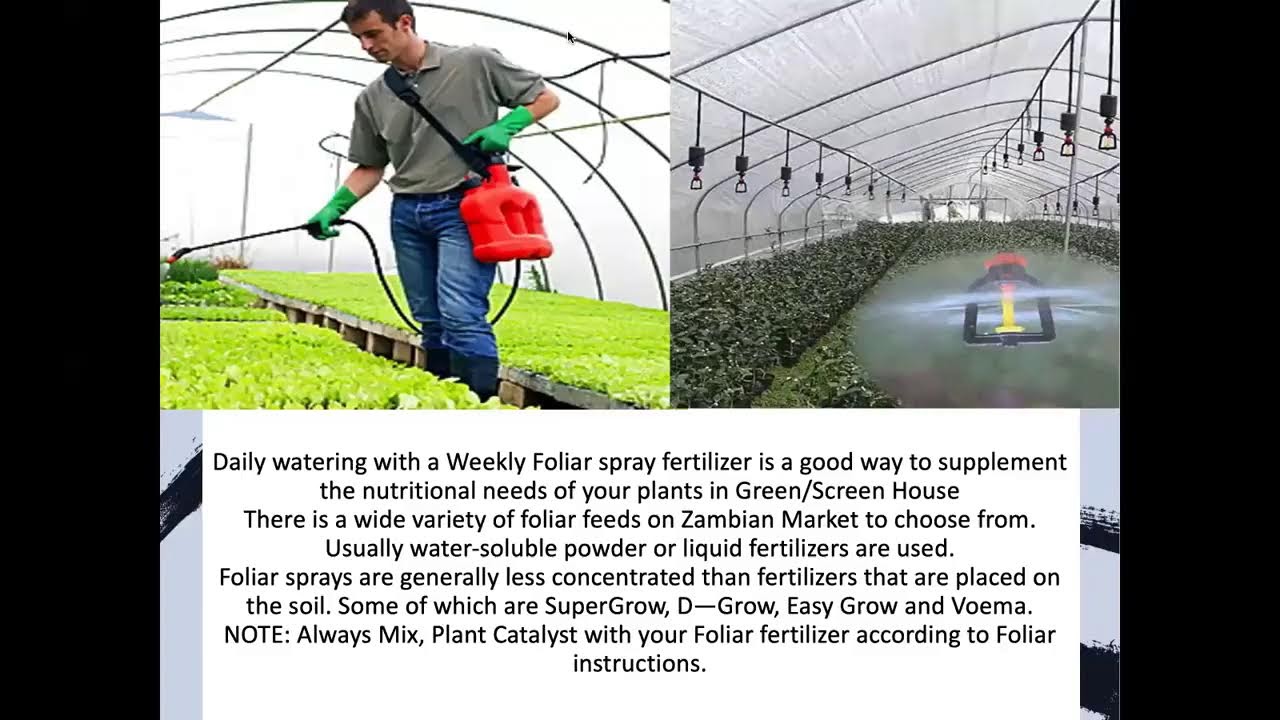 Chili Nursery Management.