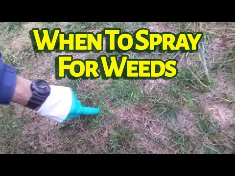 Video: Când să pulverizați iarba amara?
