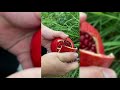 16 فاكهة الرمان الطازجة Shorts عالم الصين China World 16 فاكهة الرمان الطازجة Shorts عالم الصين China World