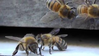 Carniola bees on their buck-boards side-board - MACRO